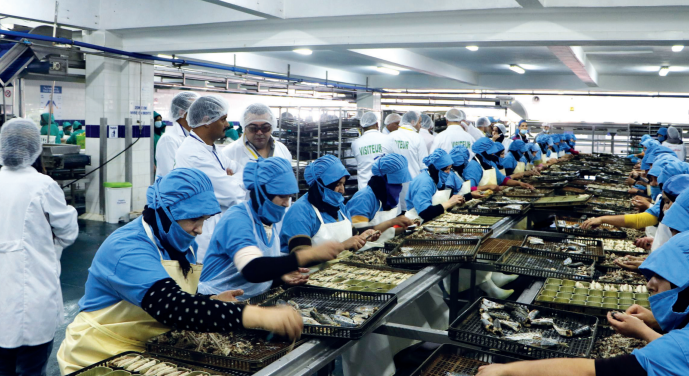 Sardines congelées : le Maroc parie sur la durabilité de la ressource